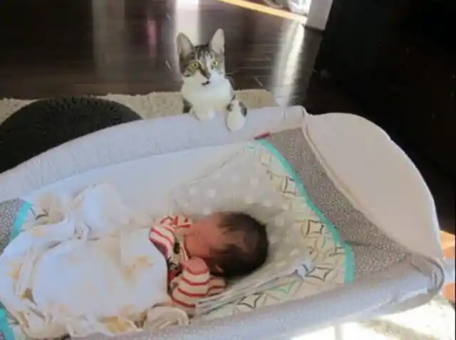 Cat Meets Miniature Human