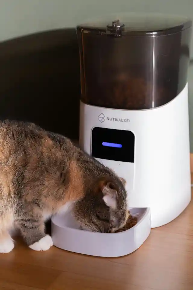 Using a Gravity Feeder For Your Cat
