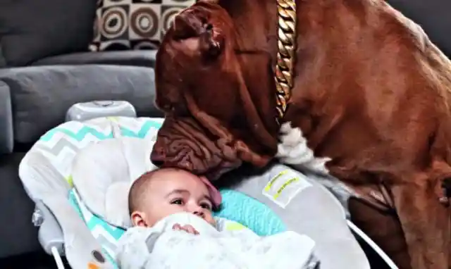The Dog or the Nanny