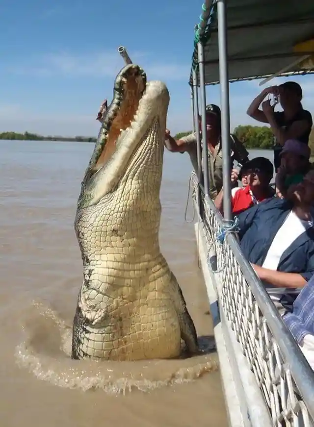 One-Armed Giant Croc