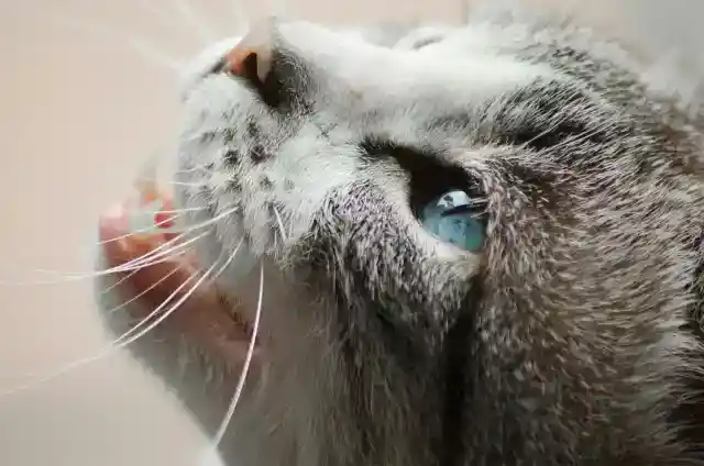 なぜ猫は喉を鳴らすのか