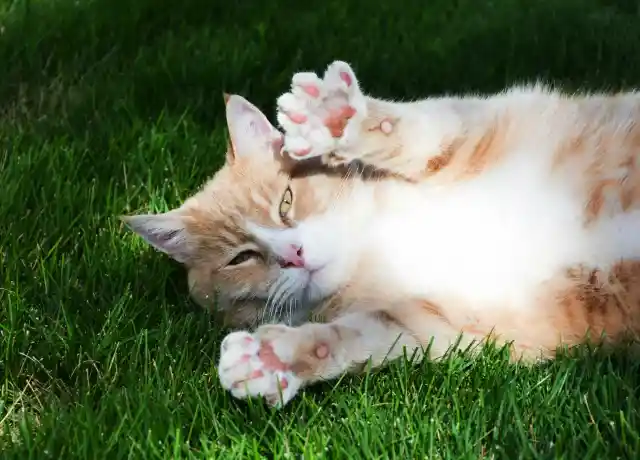 How Cats Invite Play