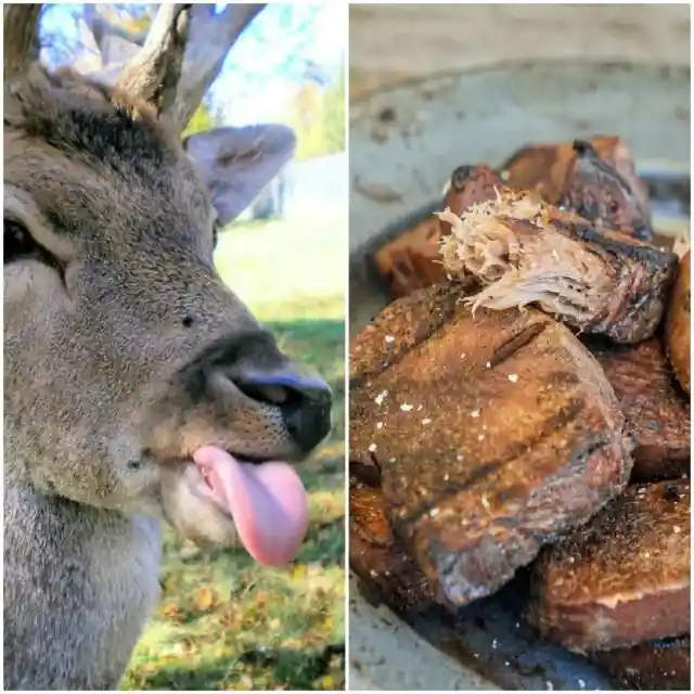 Animal Tongues