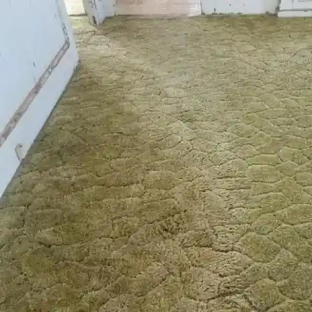 Carpet for Free!