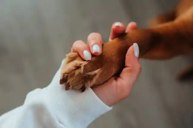Animal Instinct 