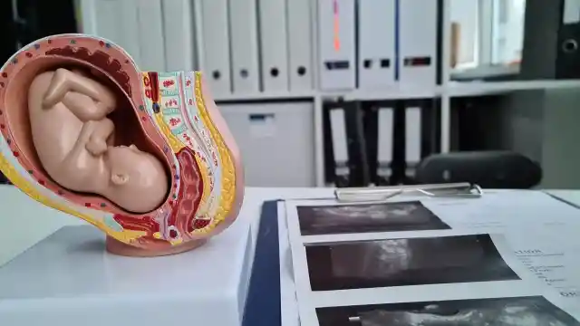 Embryo Transfer 