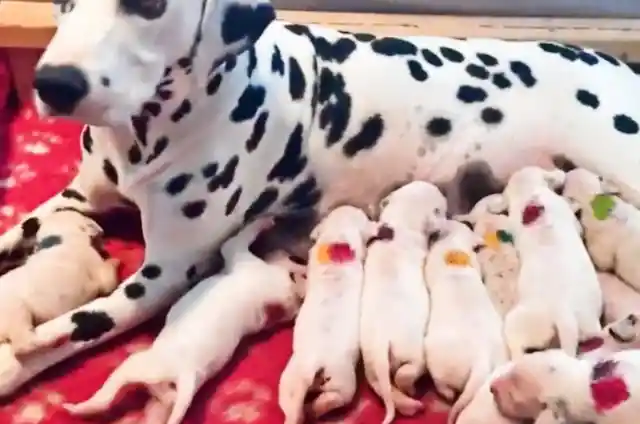 Dalmatian Gives Birth To Rare Puppies