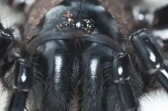 Deadly Spiders Everywhere