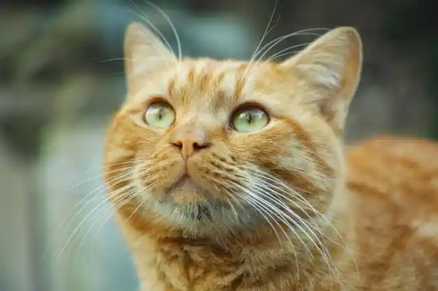 Family Dismantles Wall After Cat's Persistent Meowing Reveals the Shocking Reason