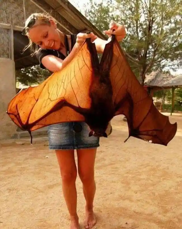 The Fruit Bat's Size Is Underappreciated