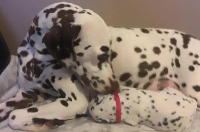 Dalmatian Facts