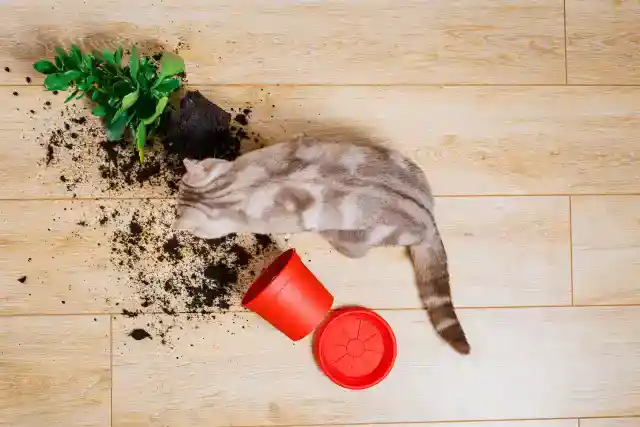 なぜ猫は物を叩き落とすのか