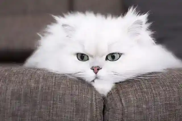 11. The Mysterious Persian Cat