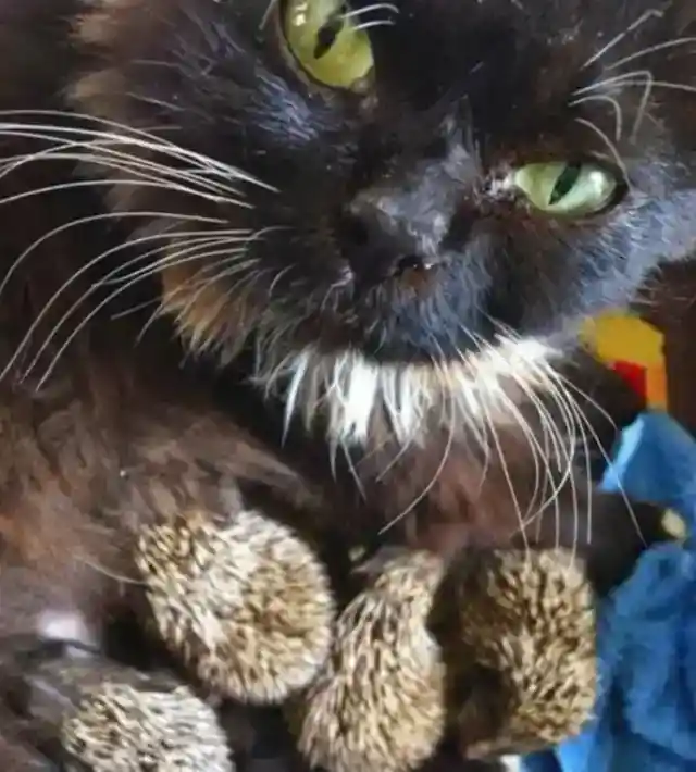 They Had No Idea What Musya Was Up To