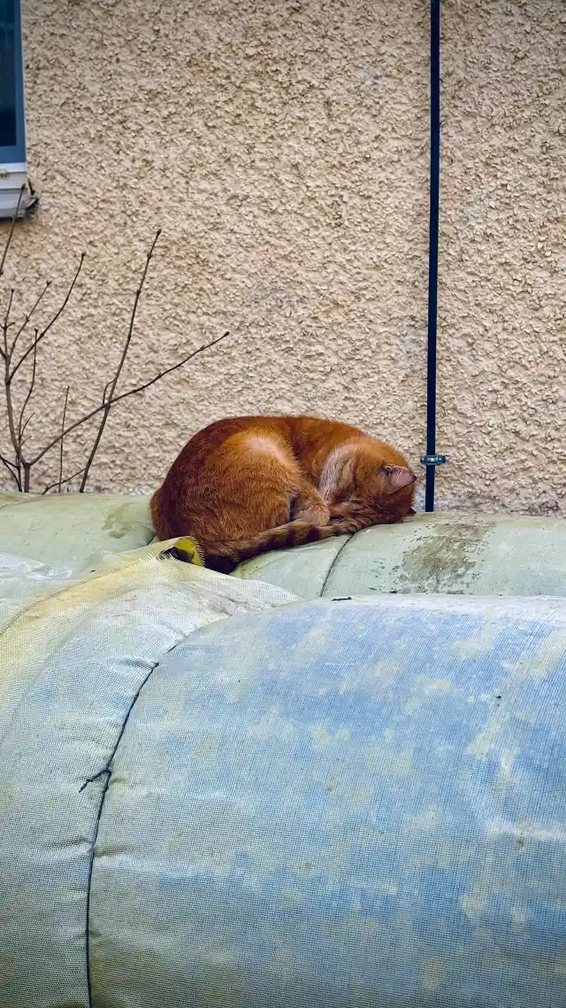 Why Cats Sleep All Curled Up