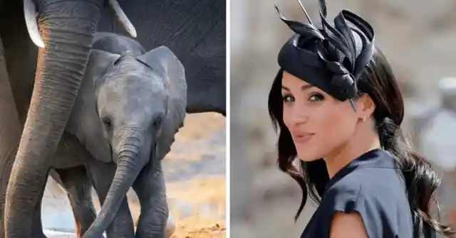 Elephant – Meghan Markle