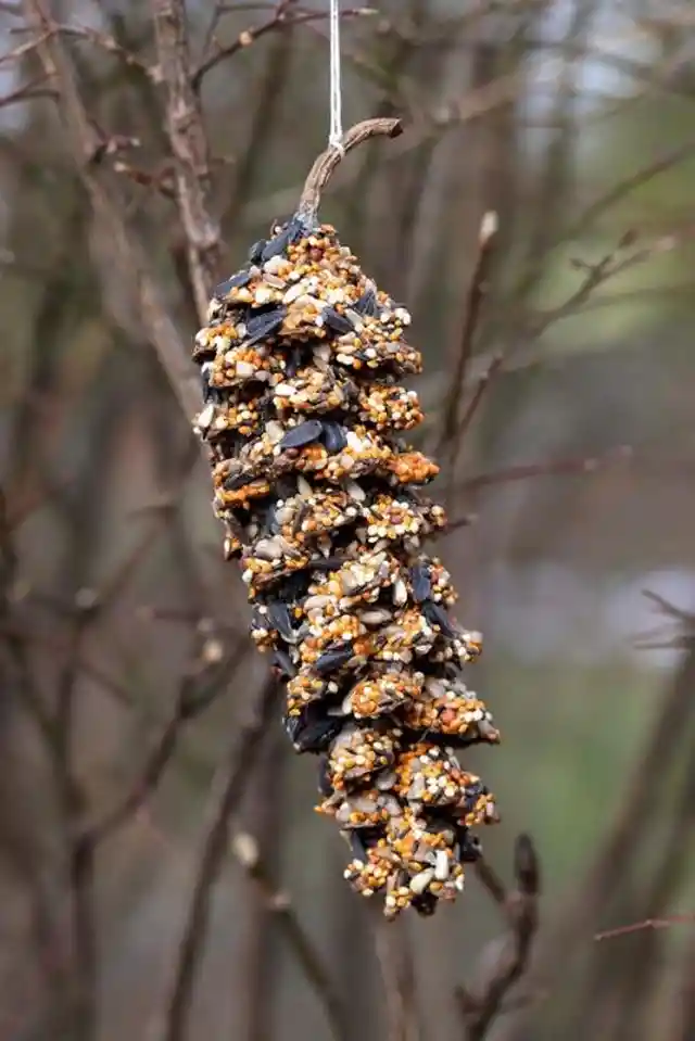 Bird Treats Made From Pinecones