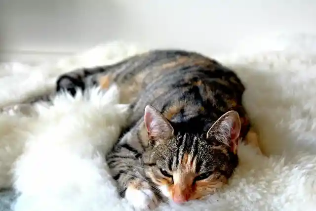 Why Your Cat Sleeps On Your Chest