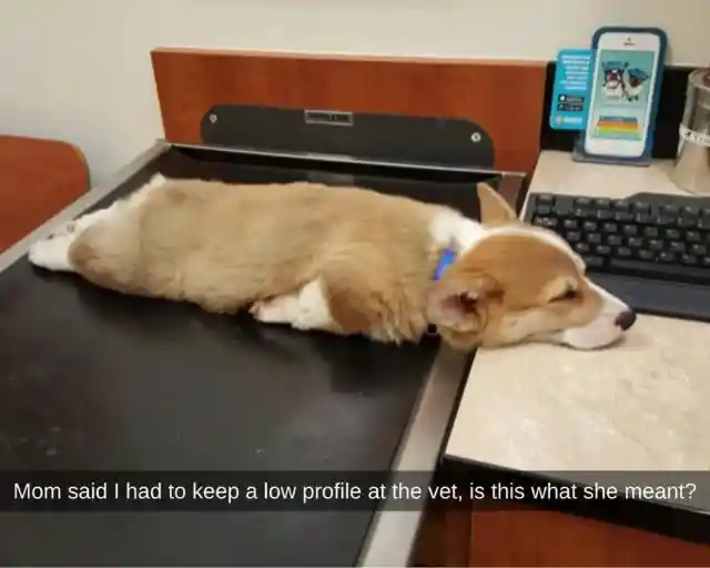 Snoozing Corgi