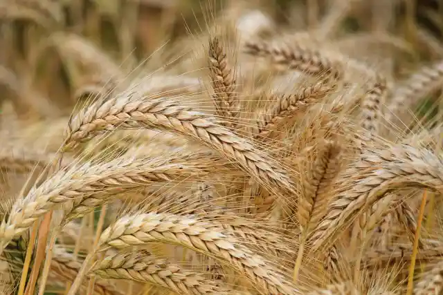 Barley