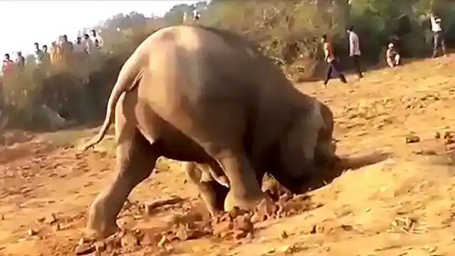 Elephant Keeps Digging For 11 Hours, Then Pulls Out Something Strange