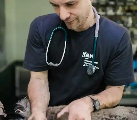 The Vet