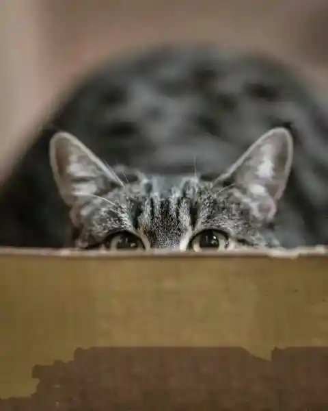 猫はなぜかくれんぼをするのか