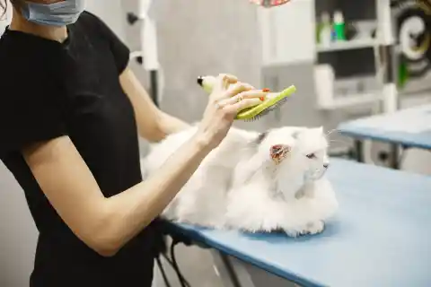 Getting To The Vet