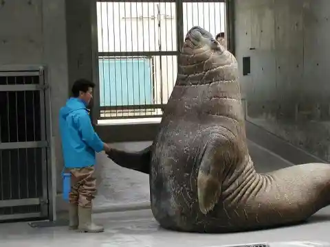 Big Southern Elephant Seal