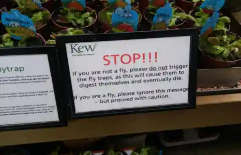 Stop Messing With The Fly Traps