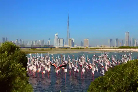 Ras Al Khor Wildlife Sanctuary
