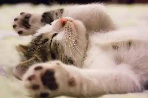 How Cats Soothe Themselves