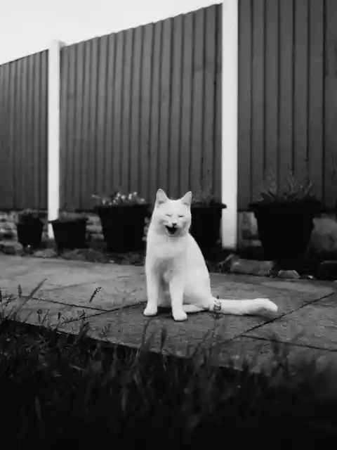 Why Do Cats Cry At Night?