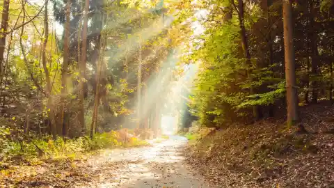 The Forest Path