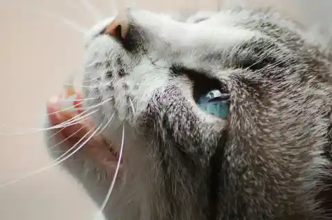 Why Cats Purr