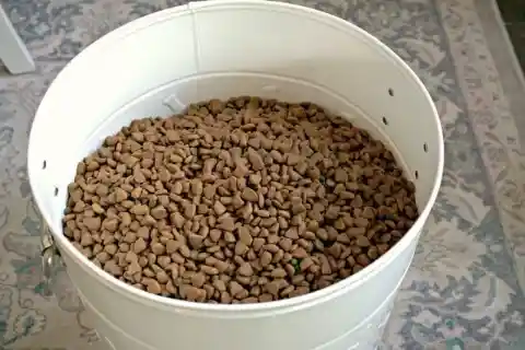 Keep Ants out of Your Pet’s Bowl