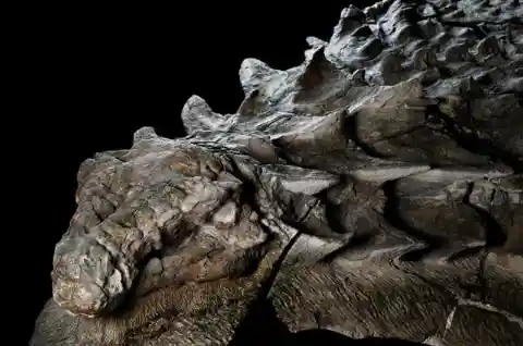 The Dinosaur