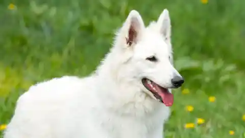 What Was The Reason? 