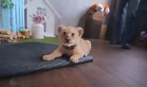 Beginning of the Story