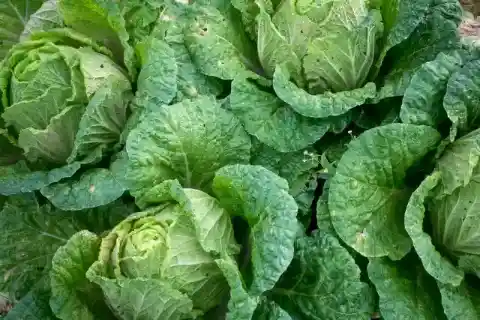 キャベツ