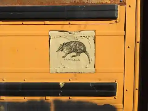 The Memory of the Armadillo Bus