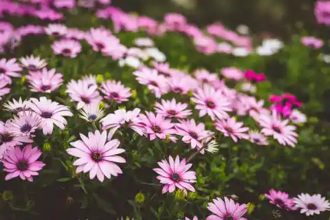 No Soft Flowers