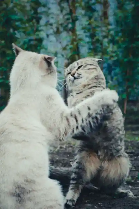 Cat Clashes