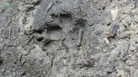 The Muddy Paw Print 