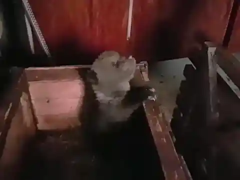 New Pet
