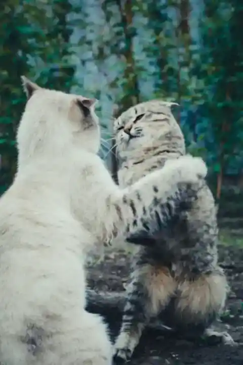 猫同士の小競り合い
