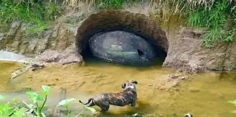 Sniffing For Clues