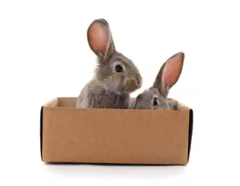 Box Of Bunnies