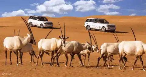 The Dubai Desert Conservation Reserve