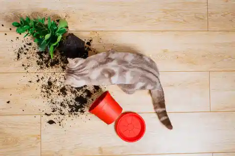 Why Cats Knock Things Off The Table